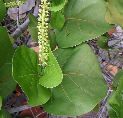 Coccoloba uvifera